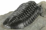 Morocconites Trilobite Fossil - Nice Eye Facets #197129-5